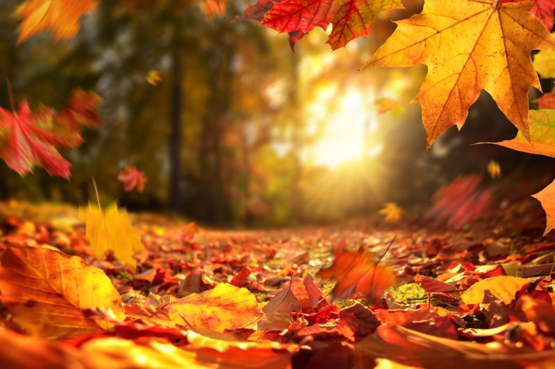Fall Yard Cleanup Service