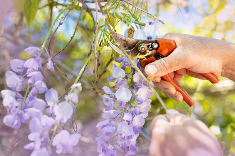 Azalea Pruning in Honolulu, HI