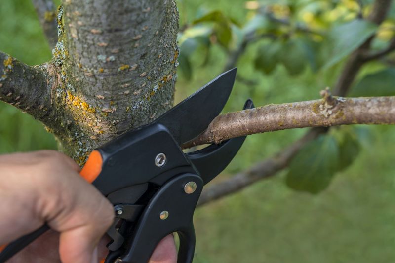 Pruning Trees and Shrubs